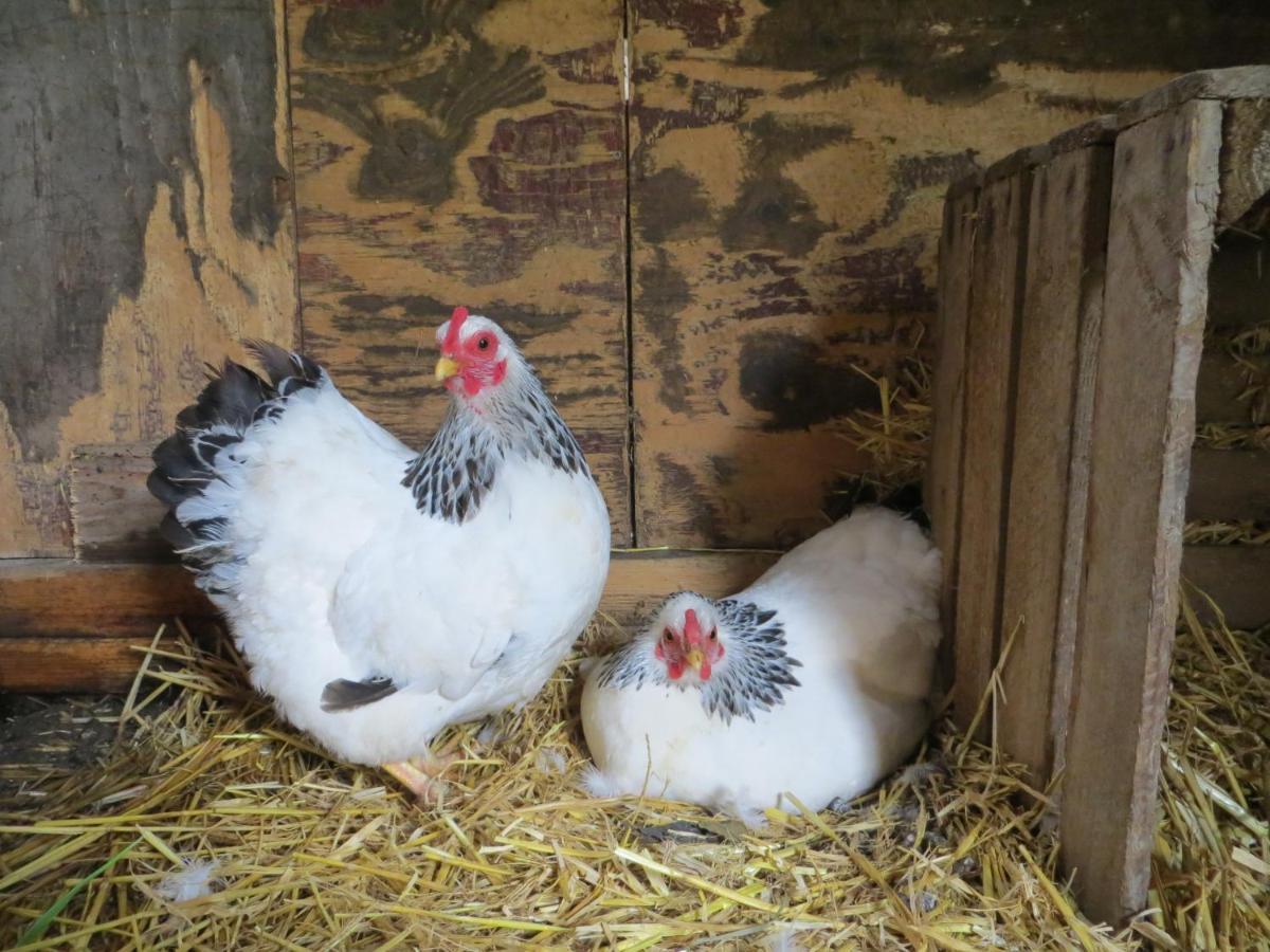 Vakantiehuis Het Wapen Van Heeckeren Hummelo Esterno foto